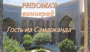 Ризомат виноград