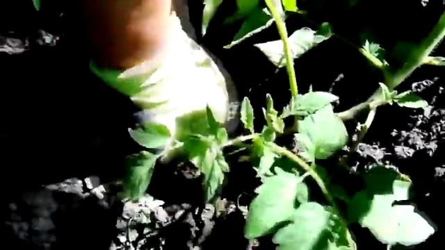 ПАСЫНКИ Удаляем пасынки с помидор и огурцов. смотреть онлайн