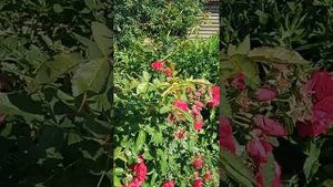 Чаи из лепестков роз