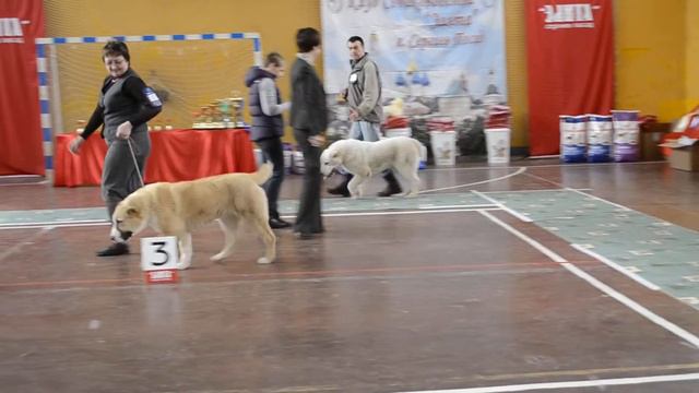 Сергиев-Посад, моно среднеазиатских овчарок, 06.04.14 г. смотреть онлайн
