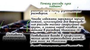 РАССАДА ЛУКА – вырастить в улитке, почему падает, почему желтеет, сохнут кончики