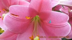 Лилия ло-гибрид Венделла ? ло-гибрид лилия Венделла обзор: как сажать, луковицы лилии Венделла