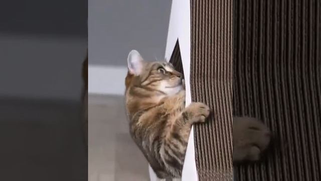 Домики и когтеточки из картона Тумяу смотреть онлайн