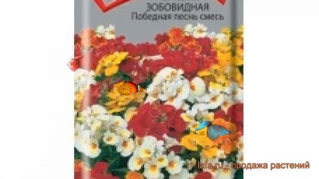 Немезия обыкновенная Зобовидная Победная песнь смесь ? обзор: как сажать, семена немезии