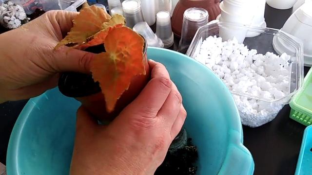 Комнатные растения. Пересадка ,пересадка не заканчивается ))