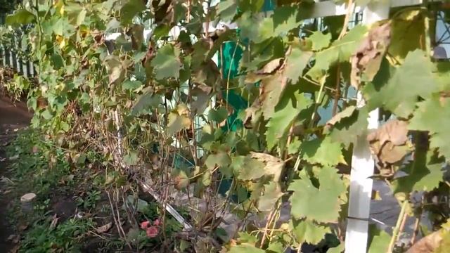 Подкормка винограда осенью.Обзор виноградника.Виноградник осенью. Уход за виноградом осенью. смотреть онлайн