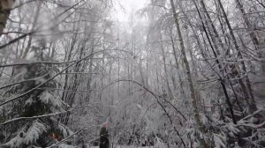 Охота на кабана с лайками в Вологодской области