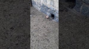 сколько времени надо для адаптации кур в новом курятнике?