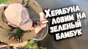 Херабуна – ловим на зеленый бамбук Клёв 100