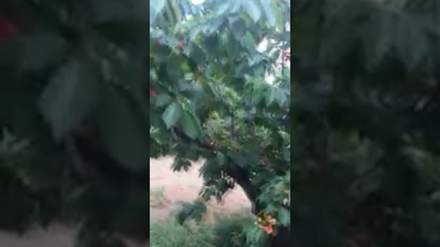 МЕЛИТОПОЛЬСКАЯ ЧЕРЕШНЯ смотреть онлайн