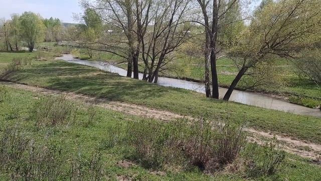 Прогулки в лесу Собаки Свинки смотреть онлайн