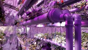 Клубничная ферма под землей на светильниках DeepSun.