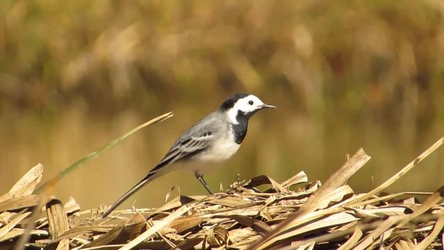 Трясогузка белая (Motacilla alba) - часть 1