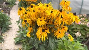 Крупнолистные гортензии выращенные в Подмосковье. Отправляю почтой России