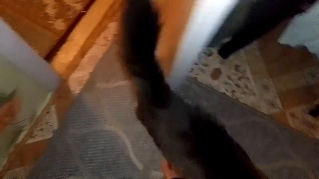 Кот Марс. Тащится от почесунек.. смотреть онлайн