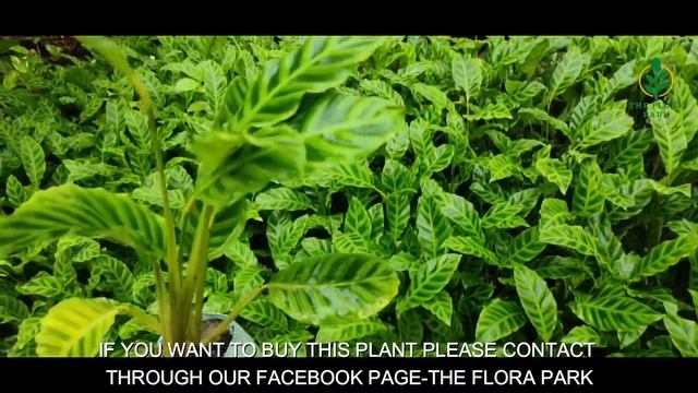 CALATHEA ZEBRINA -How Care For Calathea ||Most Beautiful Plant for Balcony ||Online Plant Shop смотреть онлайн