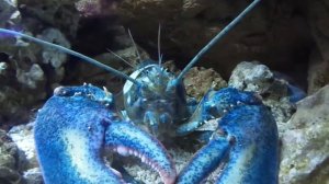 Американский омар - лобстер синий /Homarus americanus /Океанариум ТРК Планета Нептун Санкт-Петербур