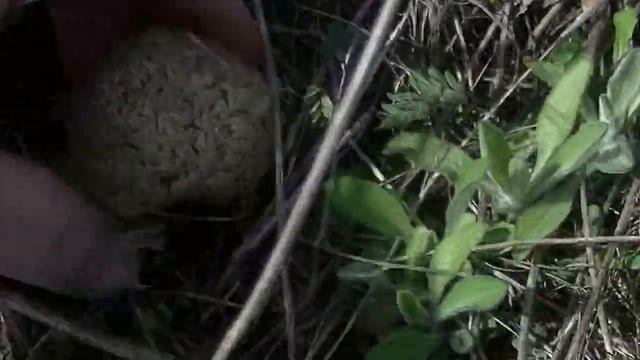 Собираем сморчки-2016 .Morchella steppicola-степной белый гриб-сморчок