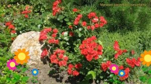 Роза почвопокровная Скарлет Мейдиланд. Краткий обзор, описание характеристик Scarlet Meidiland