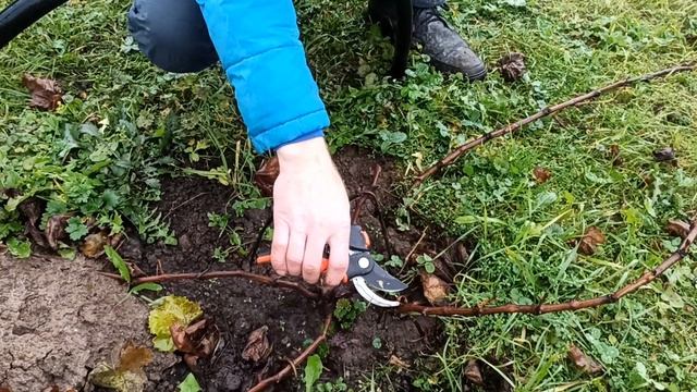 Обрезка 2 х летних кустов винограда на зиму. смотреть онлайн