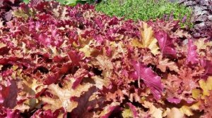 Heuchera Ginger Peach (Coral Bells)