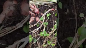 Семейный лук Краб