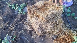 Выращивание арбузов / Когда подкармливать арбузы / Как формировать куст