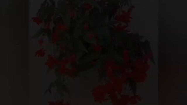 Бегония ампельная ?? смотреть онлайн