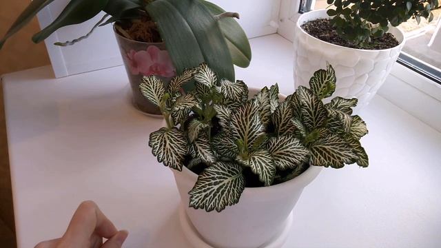 Фиттония обзор растения Уход в домашних условиях смотреть онлайн