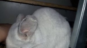 Почему Шиншиллы Ругаются и Деруться! Как их помирить!) Why Chinchilla Cussing and Fighting!