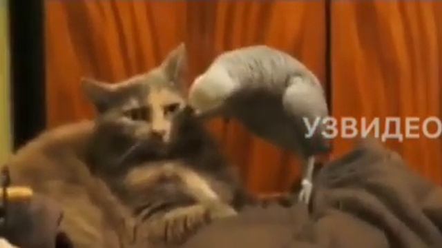 ШИКАРНАЯ ОЗВУЧКА 😂 смотреть онлайн