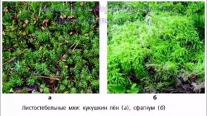 Биология 7 кл Пасечник $13 Моховидные