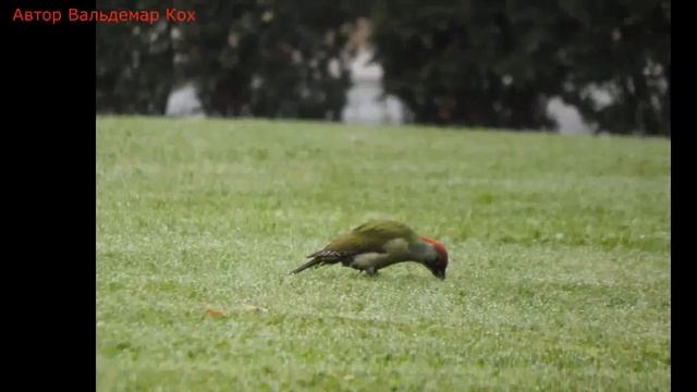 Зелёный дятел 2 (лат. Picus viridis) (нем. Grünspecht) (анг. Green woodpecker) (фр. Pic vert) смотреть онлайн