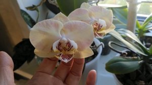 первое цветение орхидеи Мандалы и других