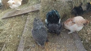 КАКИХ КУР ЗАВЕСТИ в хозяйстве для яйца и мяса| ЭТО ПОМОЖЕТ ВАМ РАЗОБРАТЬСЯ