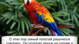 Торговец и попугай