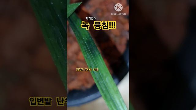 #난초 #춘란 입변밭의 특징 смотреть онлайн