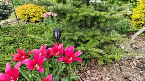 тюльпан Доллс Минуэт