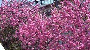 Цветение Миндаля в Хабаровске.