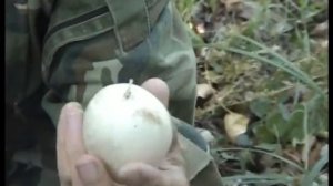 Как собирают грибы Веселки и яйца грибов Веселок.Как найти, где искать.