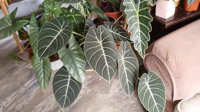 My alocasia collections, care and tips.🥰 смотреть онлайн