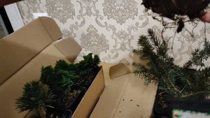 Большой заказ хвойных в Р9 из Опт.хоз.Какой размер выбирать стоит,а какой нет.