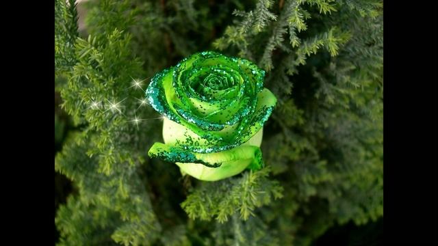 Царица цветов Роза! смотреть онлайн