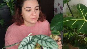 Ответ подписчику. Как спасти алоказии?