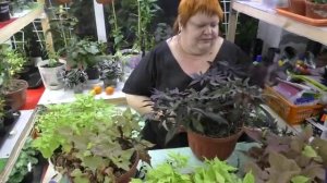 ипомея батат, зимнее сохранение и размножение