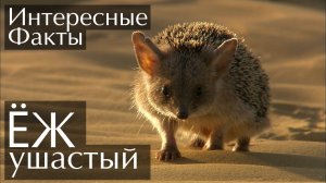 Ушастый ёж. Интересные факты