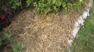 Полное мульчирование делянки с плодово-ягодными кустарниками