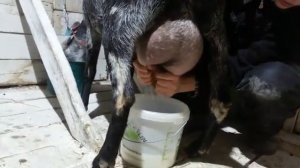 Утренняя ручная дойка, заано-нубийская козочка Боня /дает 4л