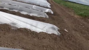 Высаживаем рассаду арбуза и дыни в термоса