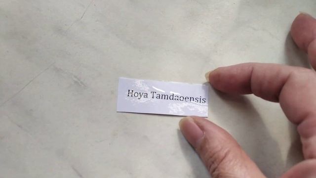 Купила хойи. Новинки коллекции. смотреть онлайн